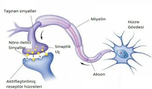 Şekil 2.1. Biyolojik bir nöron hücresinin şematik gösterimi [61] 