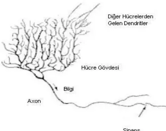 Şekil 2.14. Biyolojik Sinir Hücresi ve Bileşenleri 