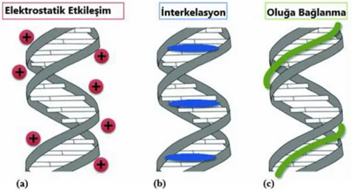 Şekil 6. DNA ve Küçük Moleküllerin Bağlanma Türleri. 