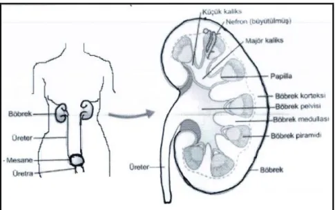 Şekil 1. Böbreklerin anatomik yerleşkesi ( 2)