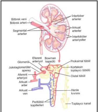 Şekil 3. Böbreğin damarlanma sistemi (2). 
