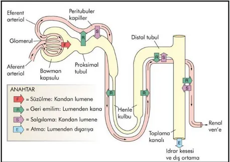 Şekil 6. Böbreklerde filtrasyon, geri emilim, salgılama (27). 