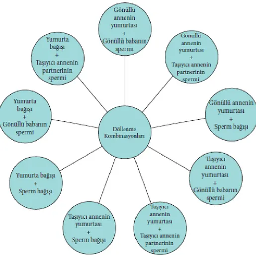 Şekil 2. Taşıyıcı annelik uygulamasında tüm döllenme kombinasyonları. 101