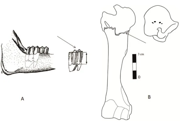 Figür 4.2: A: Ceylana ait alt çene kemiğinde ( mandibula) yer alan premolar ve molar dişler