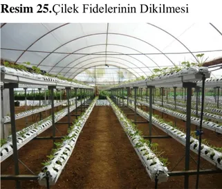 Çizelge 7 :Bitkiler İçin Kullanılacak Elementler 