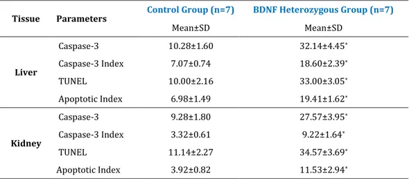 Table 1: Statistical evaluation of the cell count and index after Caspase-3 and TUNEL immunohistochemical analyses  applied to liver and kidney tissue sections (5 sections randomly from each animal) of Control and BDNF Heterozygous  Group (40X magnificatio
