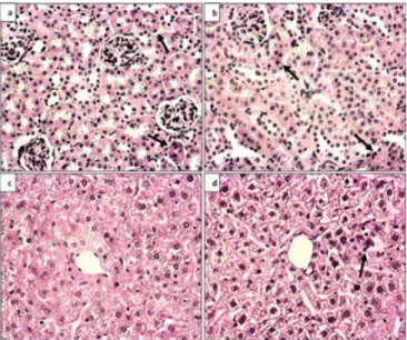 Figure 9: NGFR p75 receptor immunohistochemical  analysis, 40X magnification a) Control kidney tissue b)  BDNF heterozygous kidney tissue c) Control liver tissue 