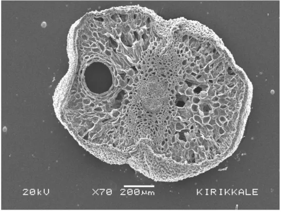 Şekil 1. Cupressus sempervirens yaprağından alınan enine kesitin SEM’de  görünümü. 