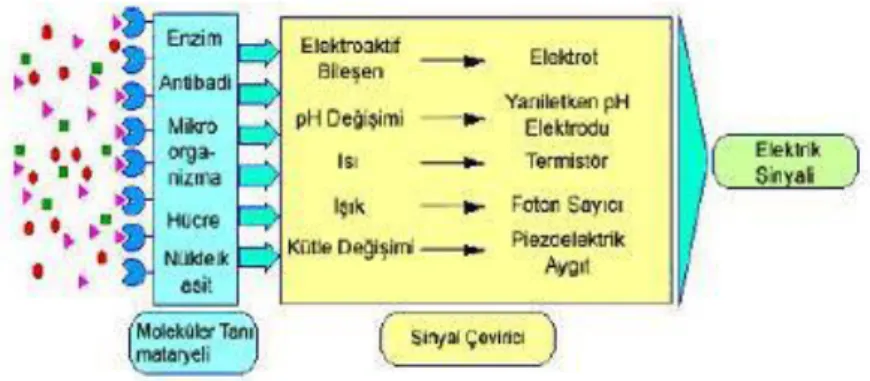 Şekil 1.5 Sinyal ileticilerde gerçekleşen değişimler ve ölçüm cihazları 