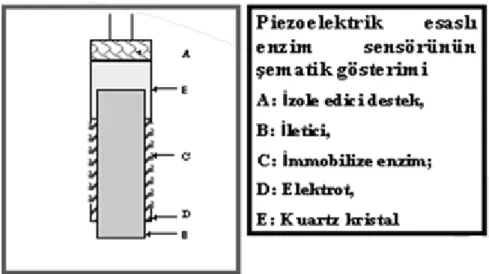 Şekil 1.17 Piezoelektrik esaslı biyosensörlerin şematik gösterimi 