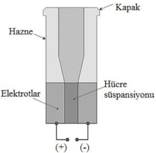 Şekil 2. Elektroporatör (Rivera et al., 2012). 