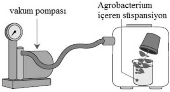 Şekil 4. Vakum infiltrasyonu (Rivera et al., 2012). 