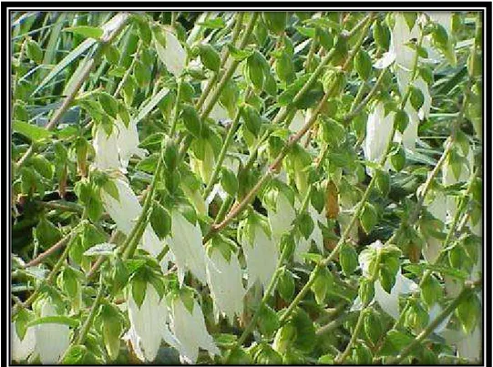 Şekil 3.4. C. alliariifolia morfolojik görünüş  3.1.5. Campanula collina Sims 
