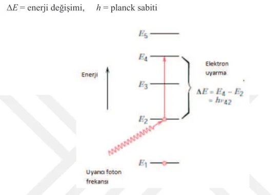 Şekil 2.15. İzole bir atom için, bir enerji durumundan diğerine bir elektronun uyarılması ile foton  soğurulmasının şematik gösterimi 