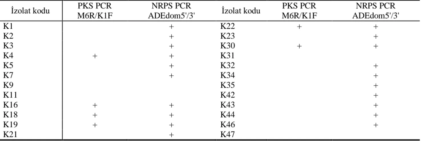 Tablo 2 İzolatlar ile hedef gen PCR tarama  İzolat kodu  PKS PCR 