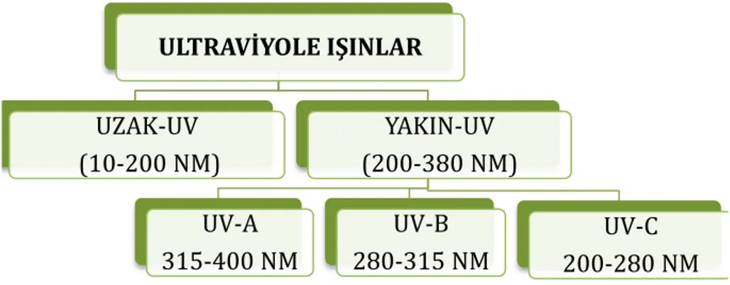 Şekil 1.2 UV ışınların dalga boyuna göre sınıflandırılması ULTRAVİYOLE IŞINLAR UZAK-UV  (10-200 NM) YAKIN-UV  (200-380 NM) UV-A  315-400 NM UV-B 280-315 NM  UV-C   200-280 NM 