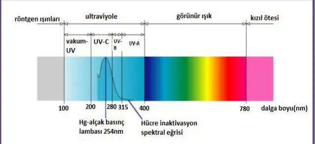 Şekil 1.3 UV ışınları dezenfektan etkisi (52) 