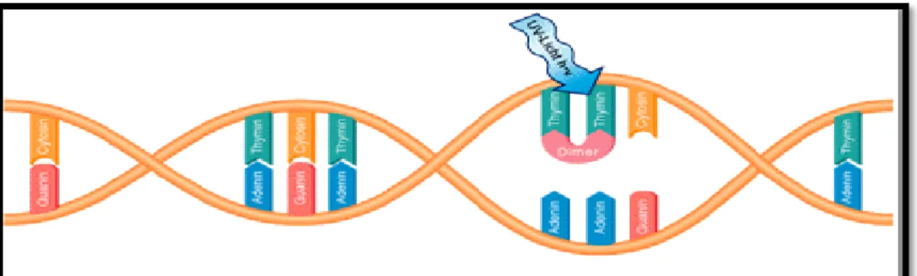 Şekil 1.6 UV ışınlarının DNA’ya etkisi (52)  1.2.5.3.2. Proteinler Üzerine Etkisi 