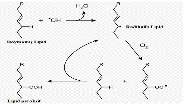 Şekil 1.7 Araşidonik asidin oto-oksidasyonu mekanizması (80) 
