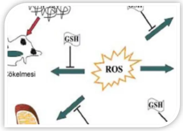Şekil  1.8  Oksidatif  stresten  korunmada  GSH’ın  antioksidan  fonksiyonlarının  şematik  gösterimi (99) 