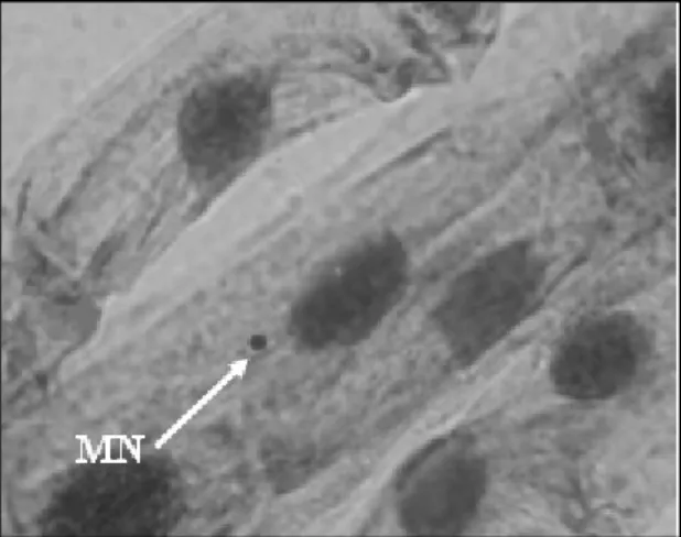 Şekil 1. Fenol ile muamele edilen V. faba kök ucu hücrelerinde MN’nin görünümü (X 