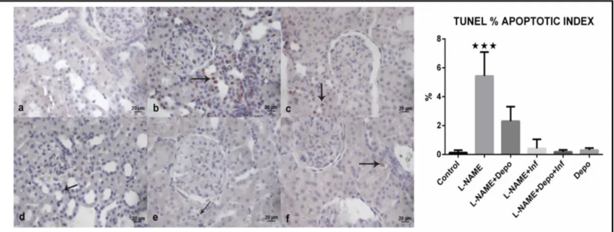 Fig. 4.  TUNEL staining and % apoptotic index of kidney tissue. a) Normal view of kidney cortex in the 
