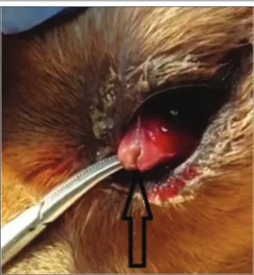Fig 1. Membrane nictitans and parasitic appearance in infected dog