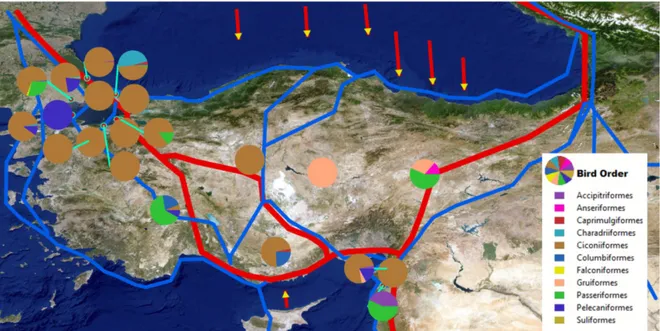 Figure 13 shows the resulting geo-visualizations of the bird order distribution and species diversity observed in the last decade as pie-charts over the physical map of Turkey (Figure 13 )