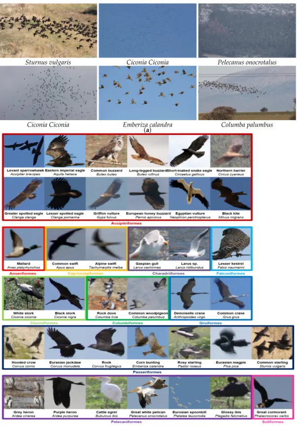 Figure 2. (a) Example 3456 × 5184 geo-tagged photos. Species of the birds inside each image are given
