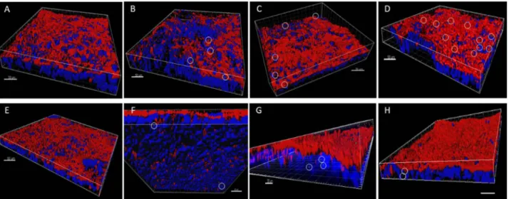 Figure 8.  Three-dimensional images acquired with confocal microscopy of the Caco-2/HT29 barrier model  after 24 h of exposure to GO (A–D) or GNPs (E–H)