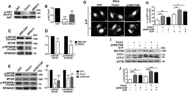 Figure 6. MIR211 regulated the MTORC1 pathway through RICTOR. (a) MTORC2-mediated AKT Ser473 phosphorylation was decreased in HeLa cells overexpressing MIR211