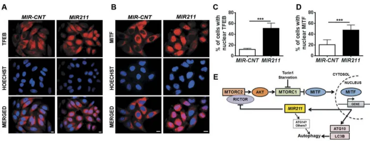 Figure 7. MIR211 overexpression led to MITF translocation to the nucleus. (a and b) Endogenous TFEB (A) or MITF (B) intracellular localizations were analyzed using indirect immunostaining with specific antibodies in HeLa cells transfected with MIR-CNT or M