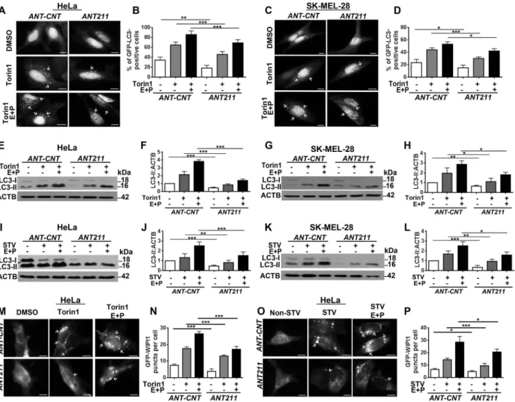 Figure 4. Antagomir-mediated inhibition of MIR211 led to the suppression of torin1- and starvation-induced autophagy