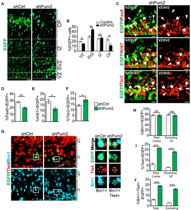 Figure 6. Pum2 Is Important for Regulating Neurogenesis and Neuronal Specification