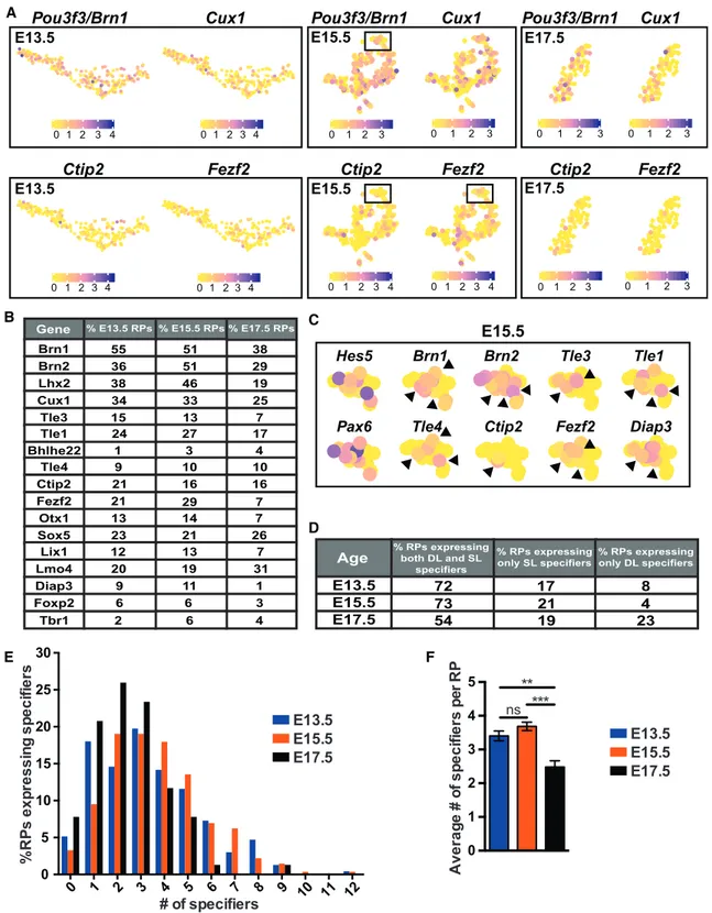 Figure 1. Individual Embryonic RPs Detectably Co-express Specification mRNAs, as Determined by scRNA-Seq