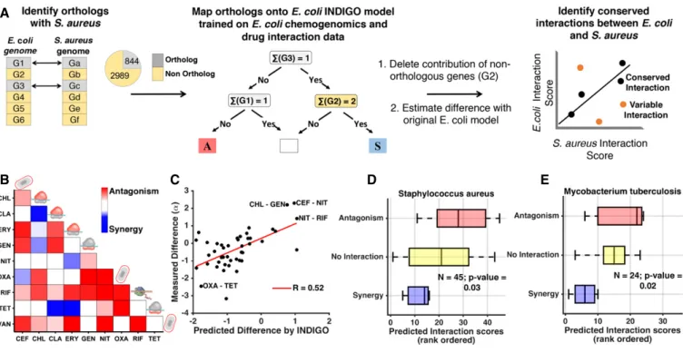 Figure 5. Predicting drug-interaction outcomes in Staphylococcus aureus and Mycobacterium tuberculosis using INDIGO.