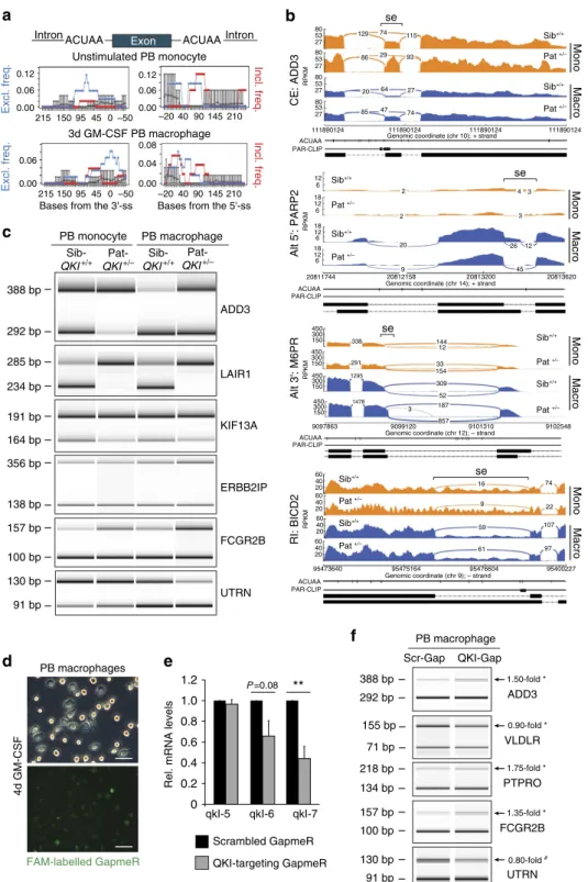 Figure 4 | QKI inﬂuences pre-mRNA splicing in naive PB monocytes and macrophages. (a) SpliceTrap assessment of the proximal ACUAA RNA motif enrichment in 50-bp windows upstream and downstream of alternatively spliced cassette exons (as compared with a back