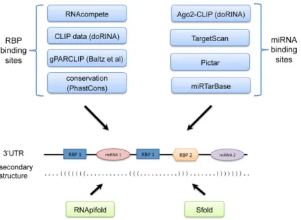 Figure 1. Mapping of RBP and miRNA binding sites on human 3 ′ UTRs. RBP binding sites are mapped by leveraging RNAcompete PFMs, CLIP- and PARCLIP-determined peaks and PhastCons conservation scores