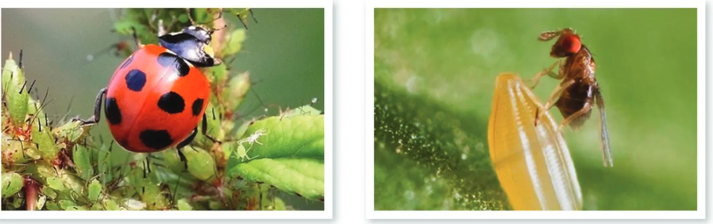 Şekil 4: Yaprak biti avcısı gelin böceği Şekil 5: Trichogramma Yumurta Parazitoiti 