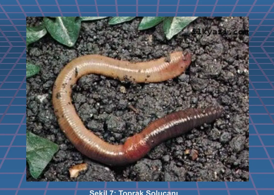 Şekil 7: Toprak Solucanı 