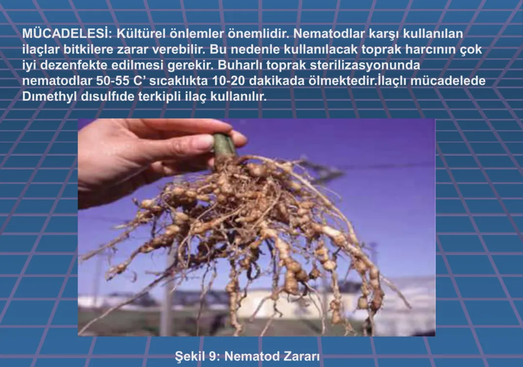Şekil 9: Nematod Zararı 