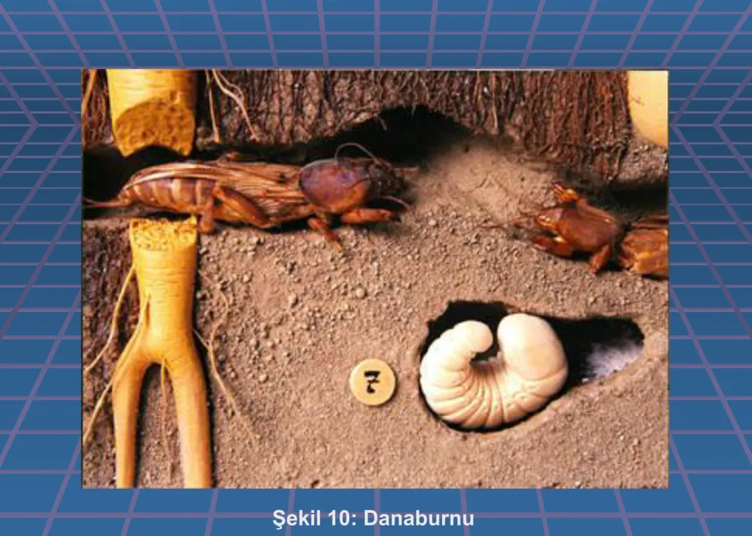 Şekil 10: Danaburnu 