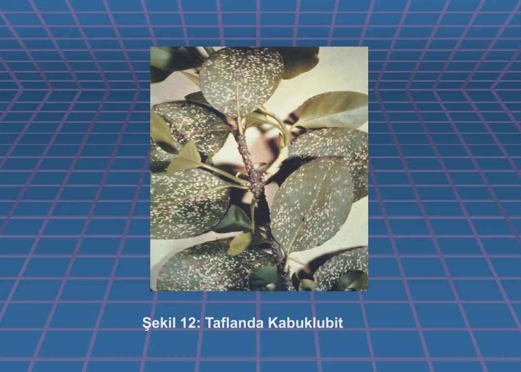 Şekil 12: Taflanda Kabuklubit 