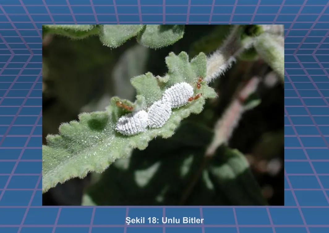 Şekil 18: Unlu Bitler 