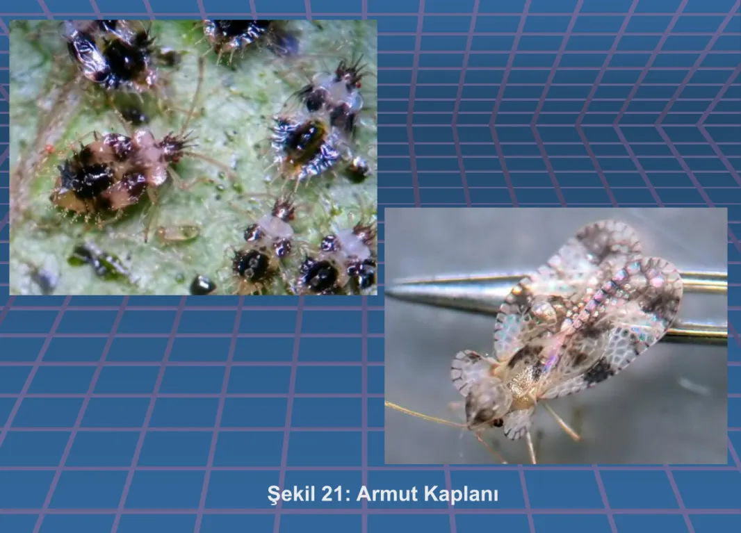 Şekil 21: Armut Kaplanı 