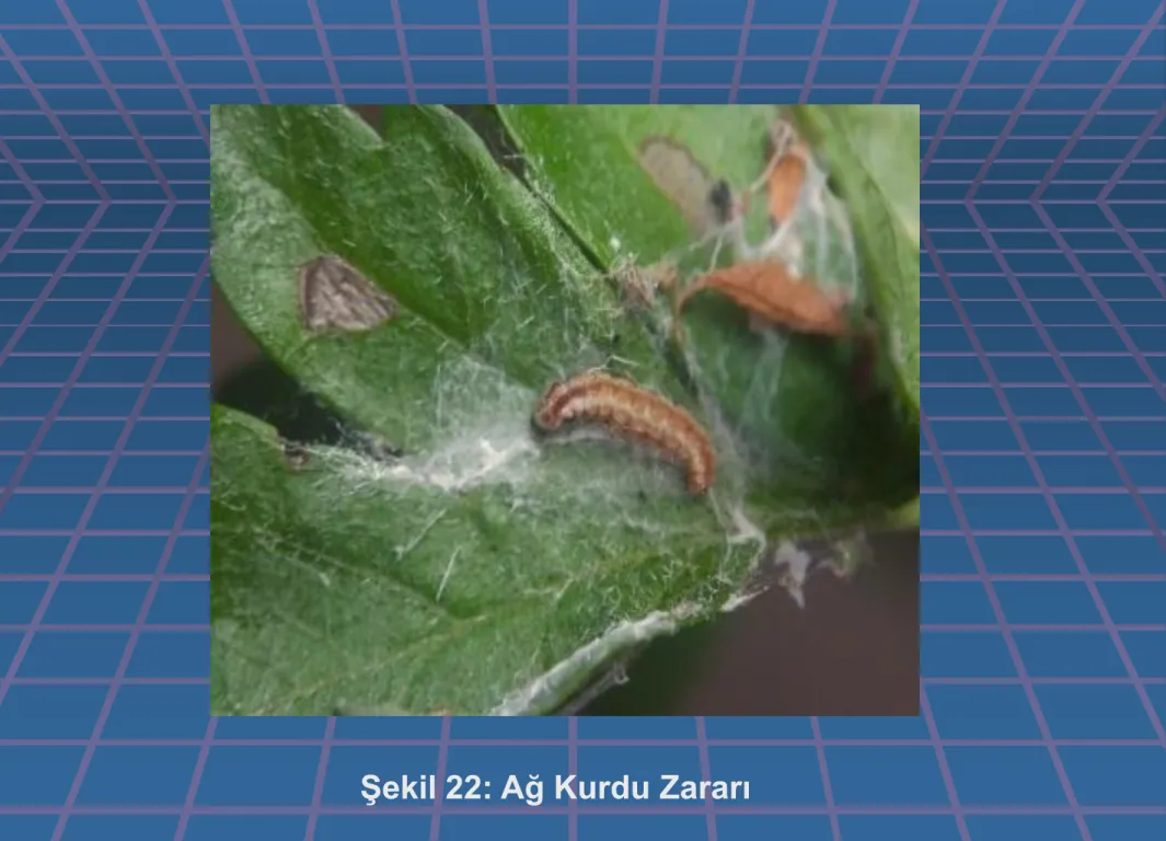 Şekil 22: Ağ Kurdu Zararı 