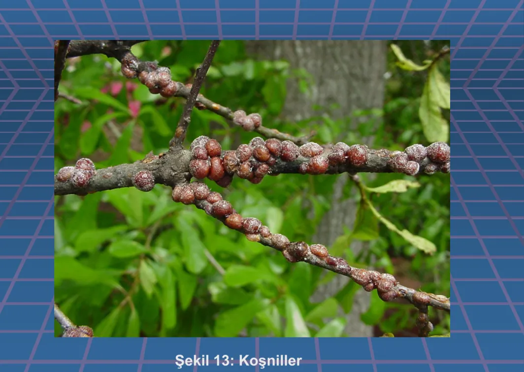 Şekil 13: Koşniller 