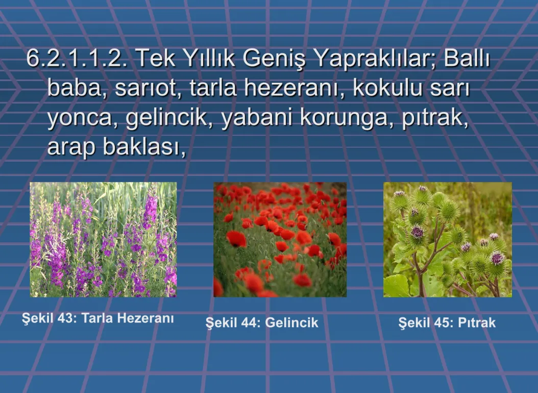 Şekil 43: Tarla Hezeranı  Şekil 44: Gelincik 