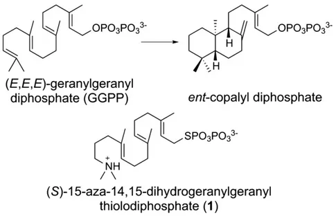 Fig. 1. Cyclization reaction catalyzed by ent-copalyl diphosphate synthase and the unreactive substrate analogue (S)-15-aza-14,15-dihydrogeranylgeranyl thiolodiphosphate (1).