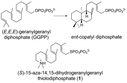 Fig. 1. Cyclization reaction catalyzed by ent-copalyl diphosphate synthase and the unreactive substrate analogue (S)-15-aza-14,15-dihydrogeranylgeranyl thiolodiphosphate (1).